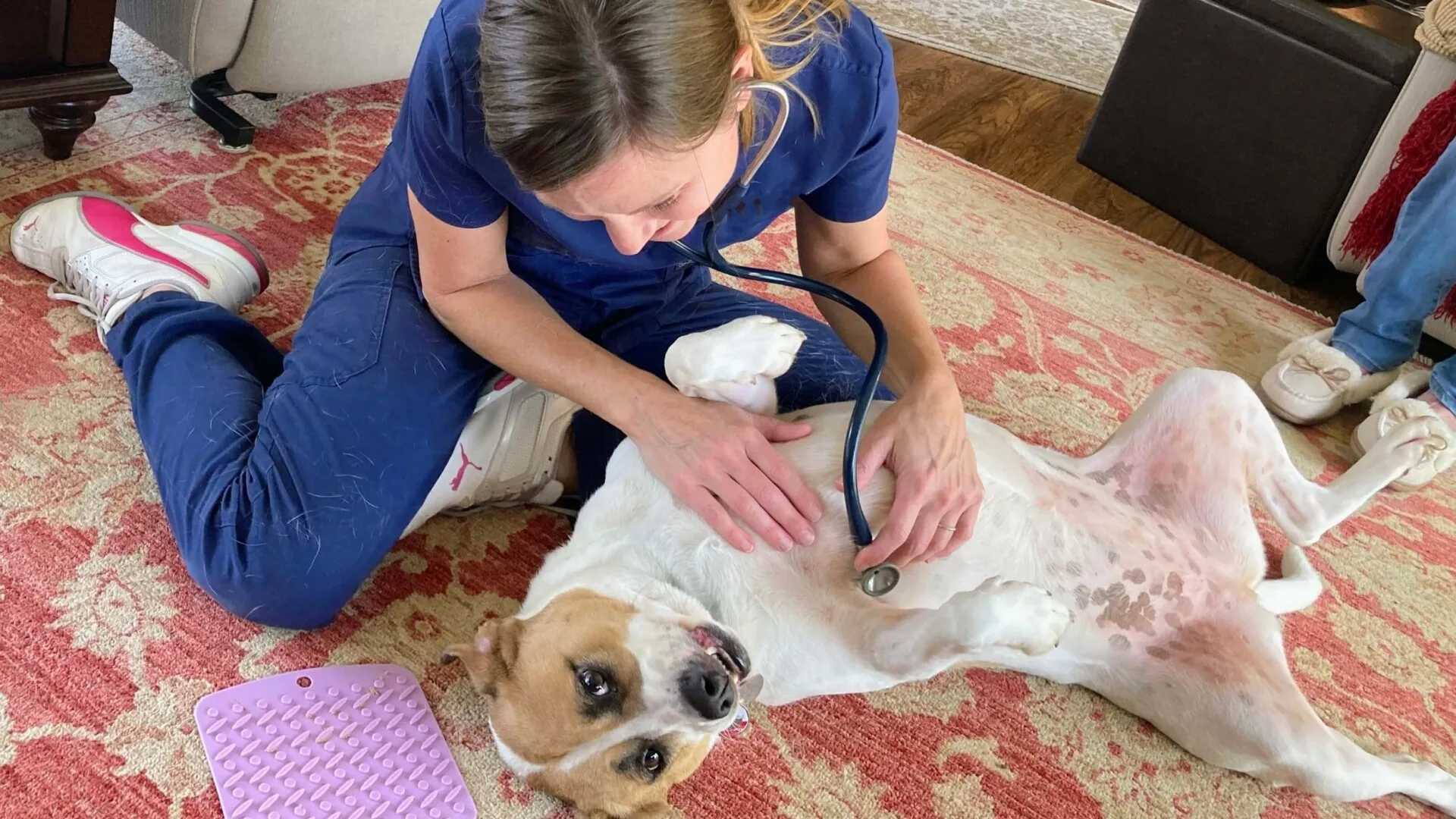 Convenient & Compassionate House Visits for Your Pet - House Vists - Grand Ave. Pet Hospital