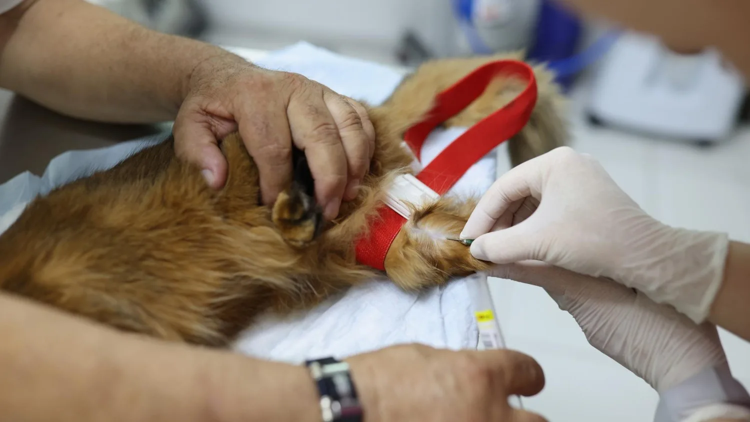 Comprehensive Internal Medicine For Pets At Grand Ave Vet Clinic - PetInternalMedicine1 - Grand Ave Pet Hospital