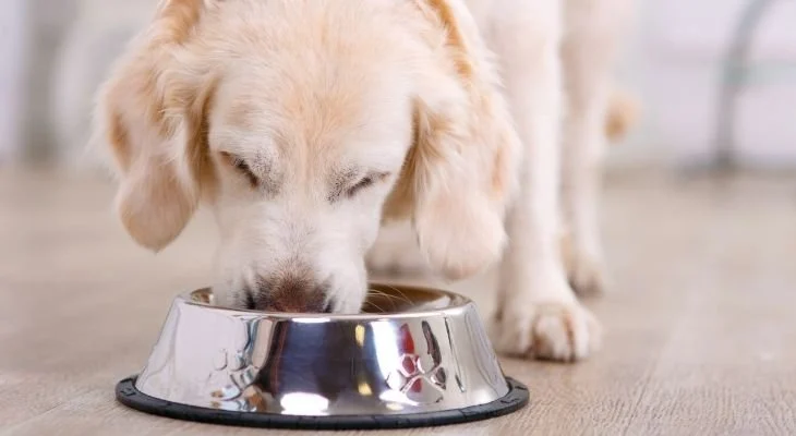 Auto Draft - Pet Mealtime - Grand Ave. Pet Hospital