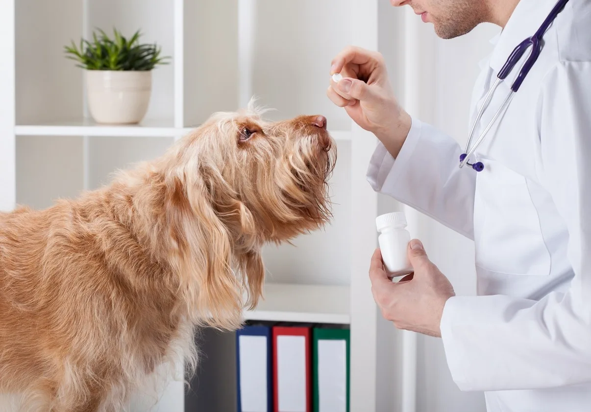 About Clinic - Smallanimalparasiteprevention - Grand Ave Pet Hospital