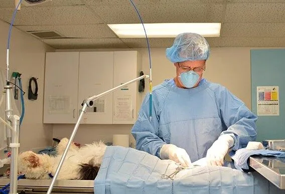 Expert Surgery Medical Procedures At Grand Ave Pet Hospital - Pet Laser Surgery - Grand Ave Pet Hospital